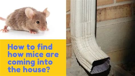 why do mice get into house